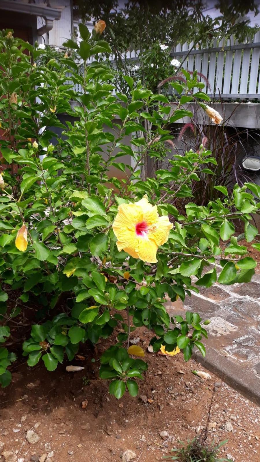 Mahebourg Family Home מראה חיצוני תמונה